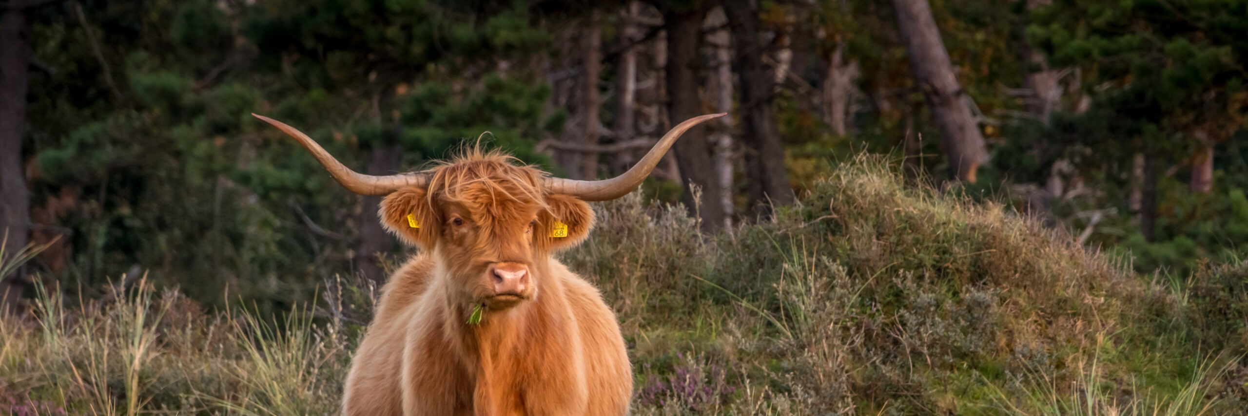 Schotse Hooglander in de duinen VVV Texel fotograaf Michou Hermans