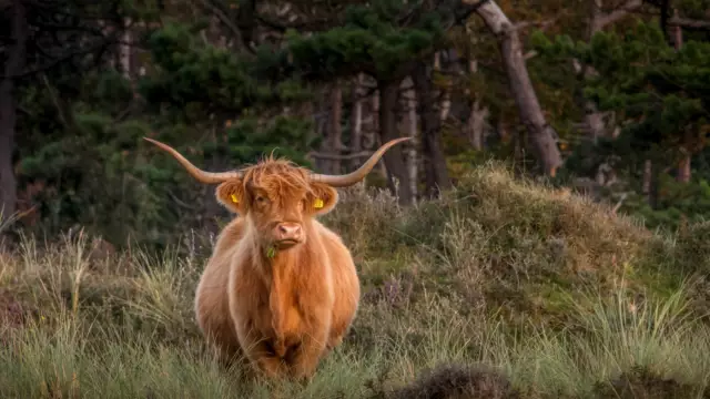 Schotse Hooglander in de duinen VVV Texel fotograaf Michou Hermans