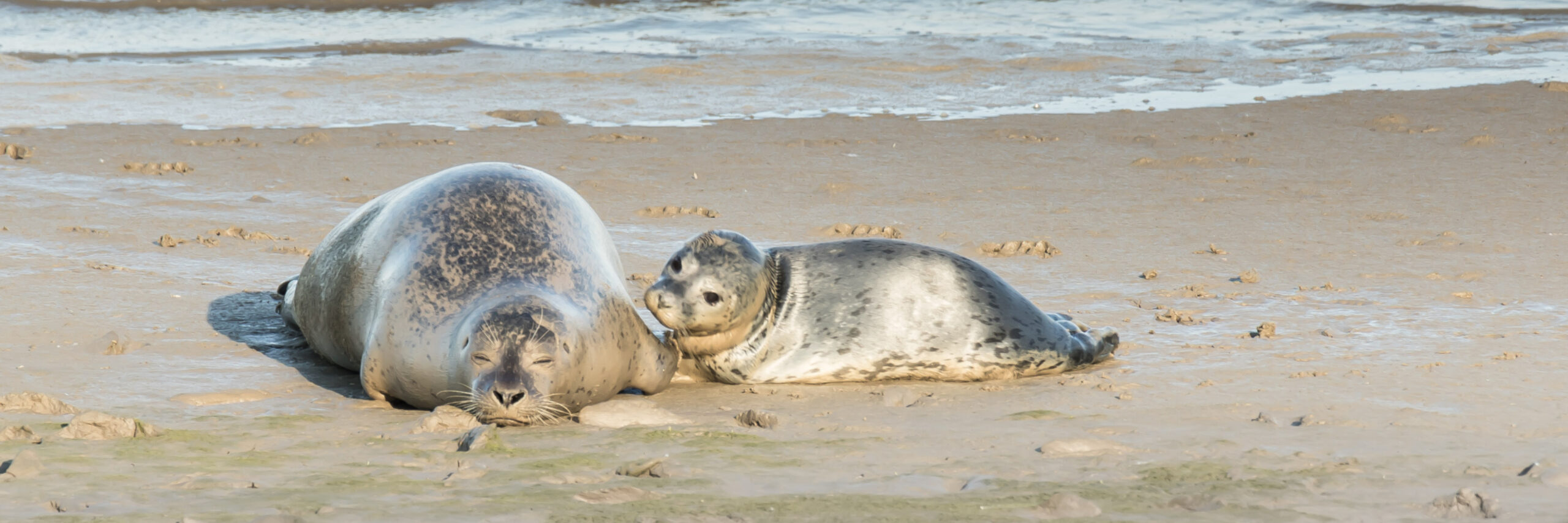 Zeehond met moeder op het strand VVV Texel fotograaf Mieke Bazuin