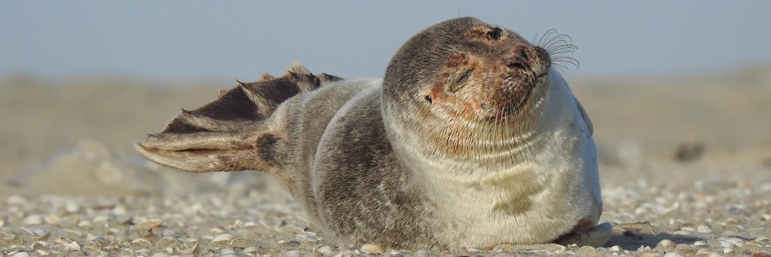 Zeehond op het strand knipoog VVV Texel