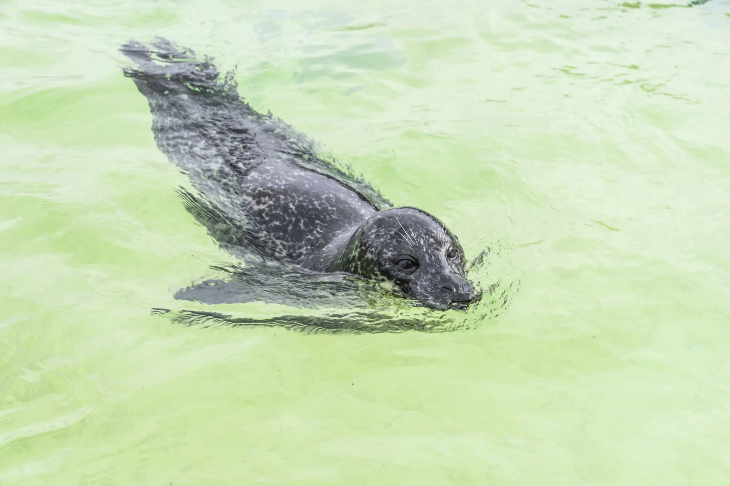 Zeehond in het bassin bij Ecomare