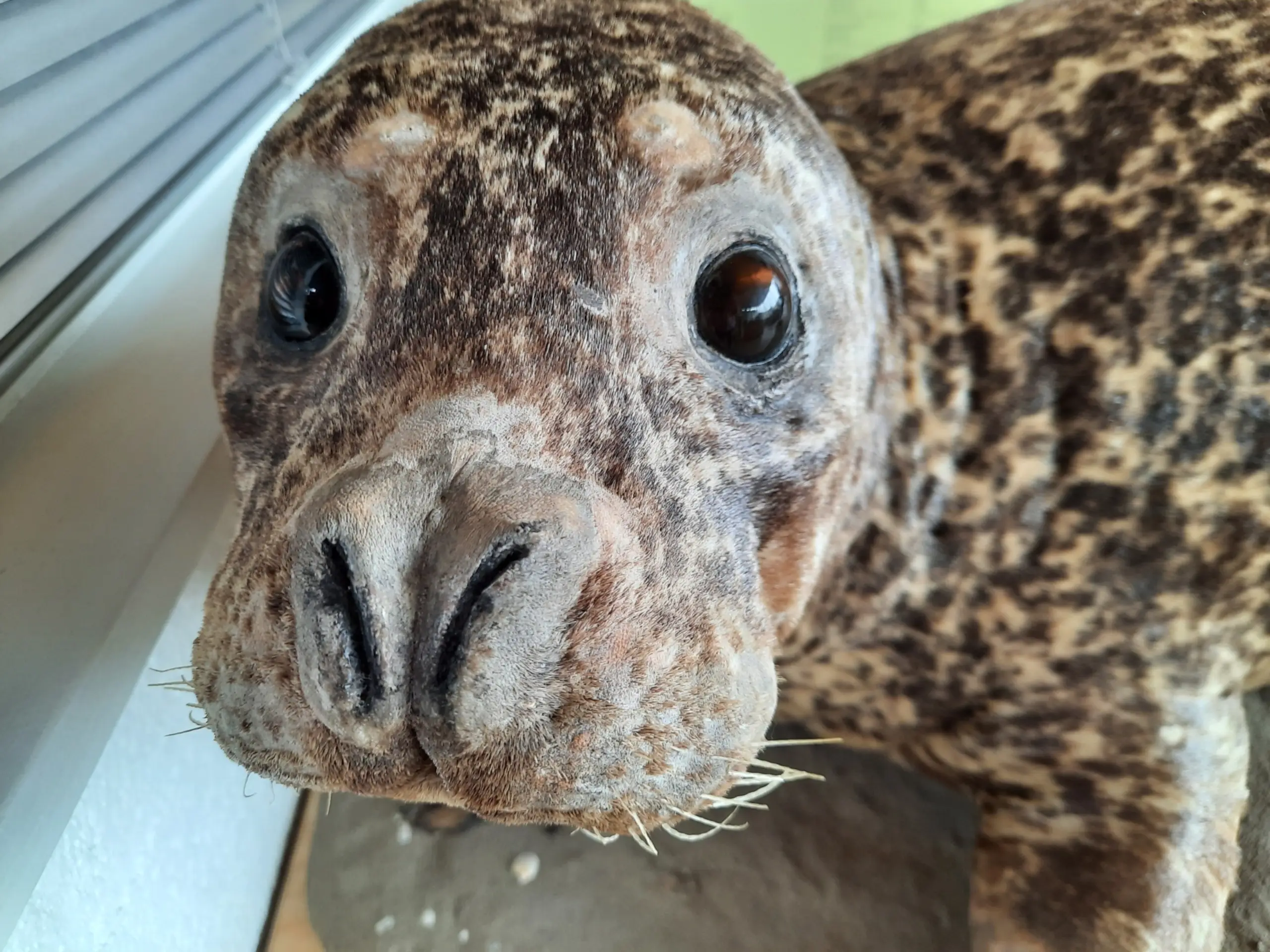 Zeehond bij Ecomare