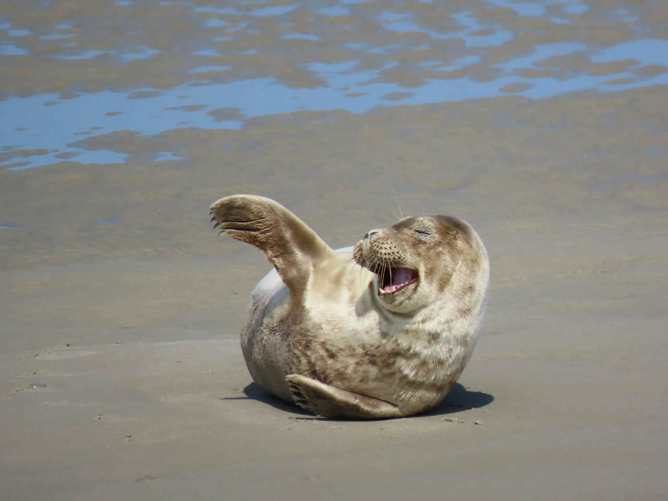 Zeehond op het strand