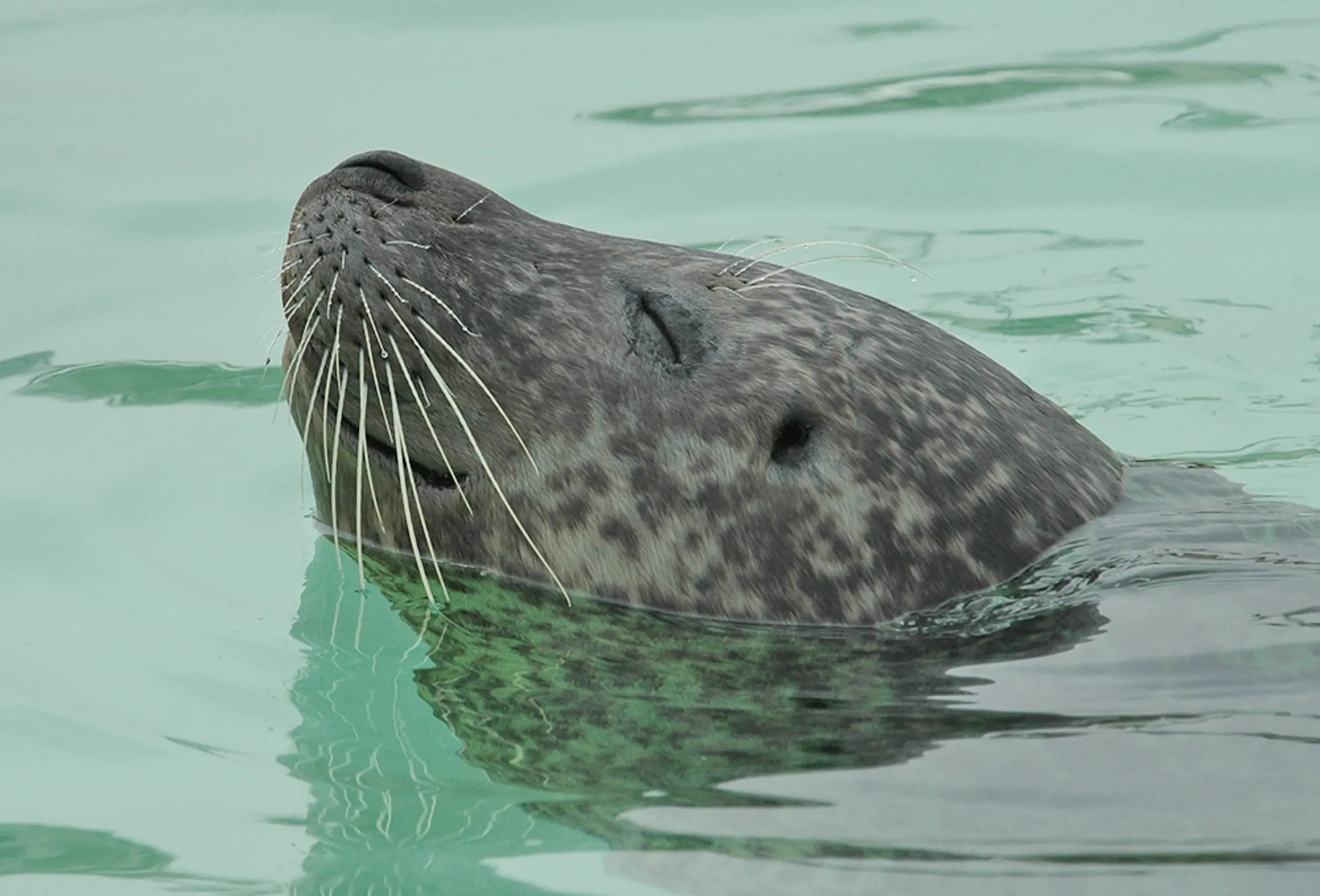 Zeehond in Ecomare