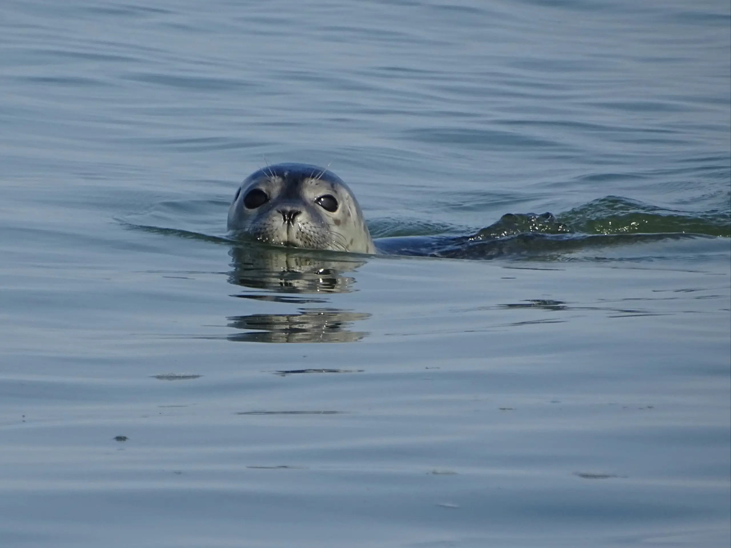 Zeehond