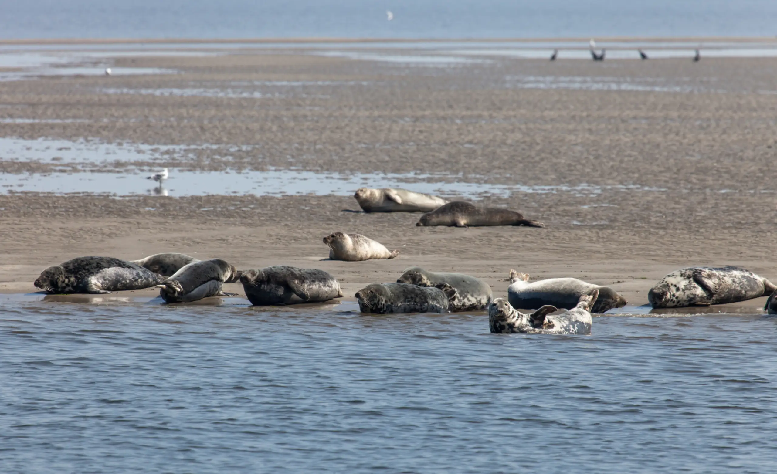 Zeehonden op het wad