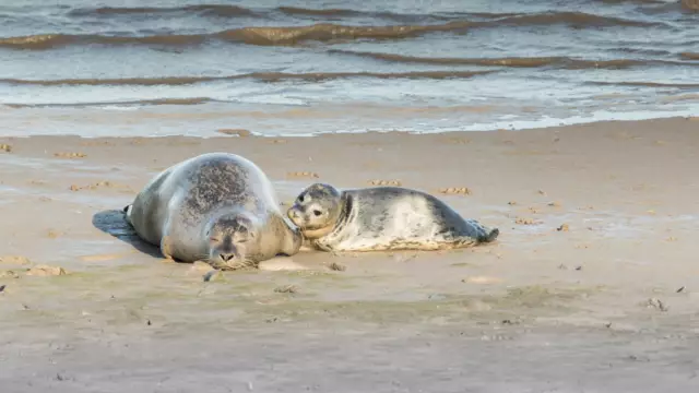 Zeehond met moeder op het strand VVV Texel fotograaf Mieke Bazuin