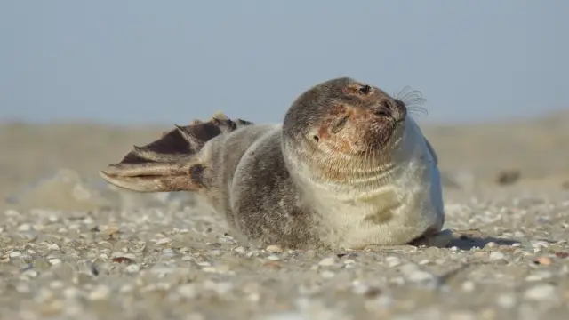 Zeehond op het strand knipoog VVV Texel