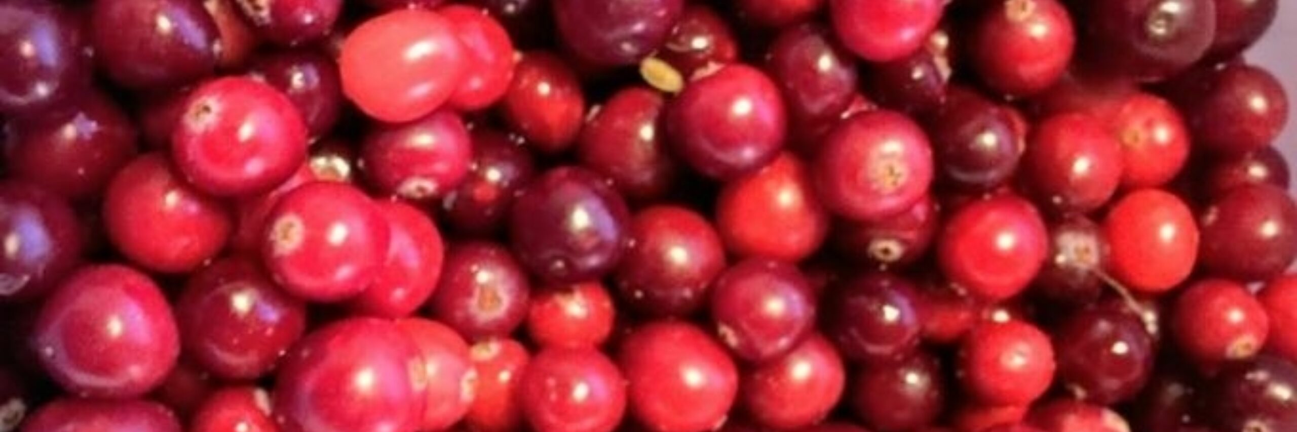 Cranberrys Landgoed de Bonte Belevenis VVV Texel fotograaf Annette van Ruitenburg