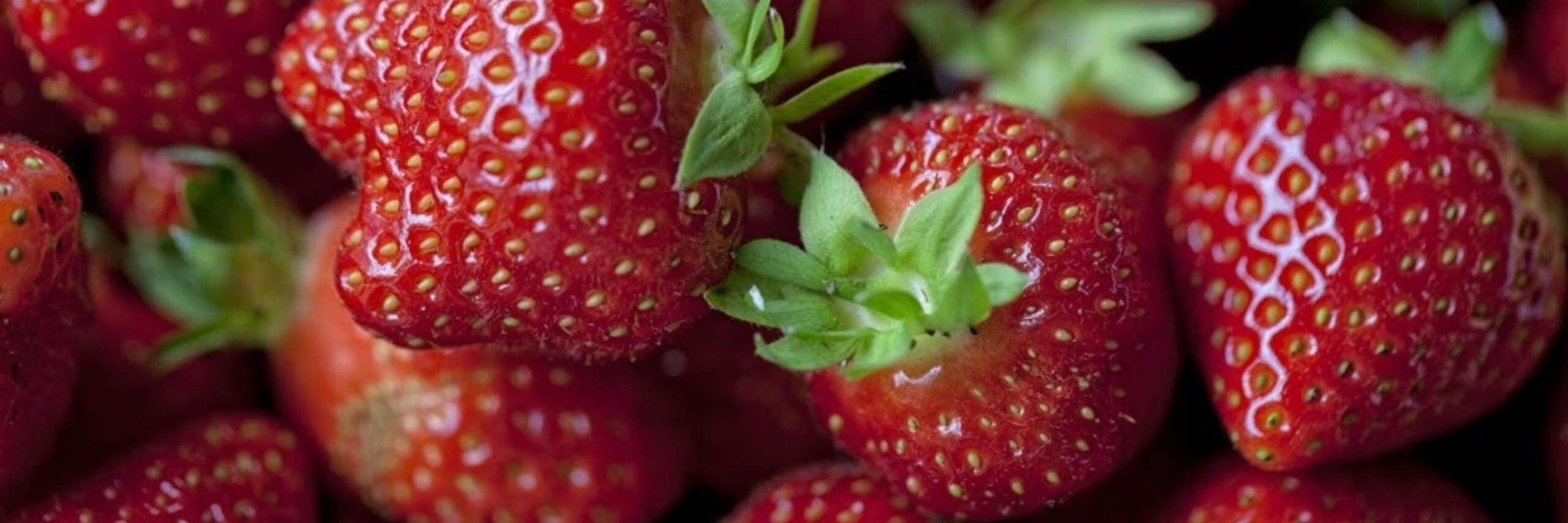Texelse aardbeien VVV Texel Fotograaf Annette van Ruitenburg 2