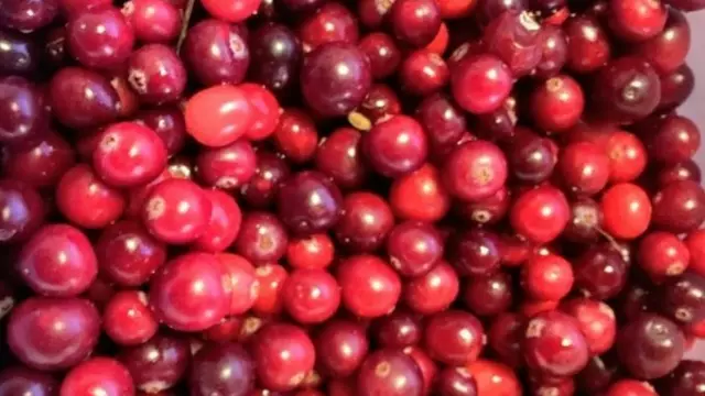 Cranberrys Landgoed de Bonte Belevenis VVV Texel fotograaf Annette van Ruitenburg