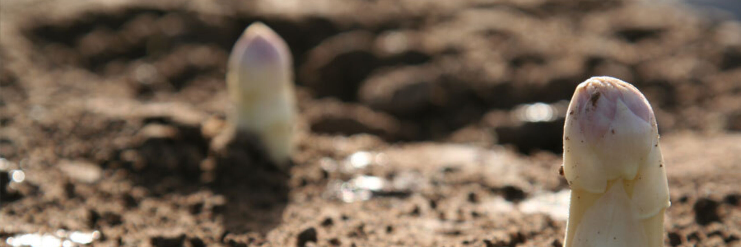 Asperges keijser