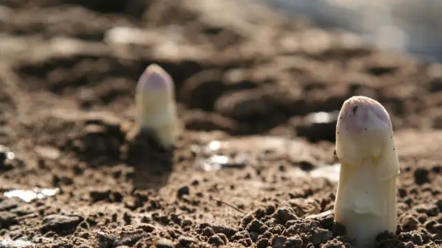 Asperges keijser