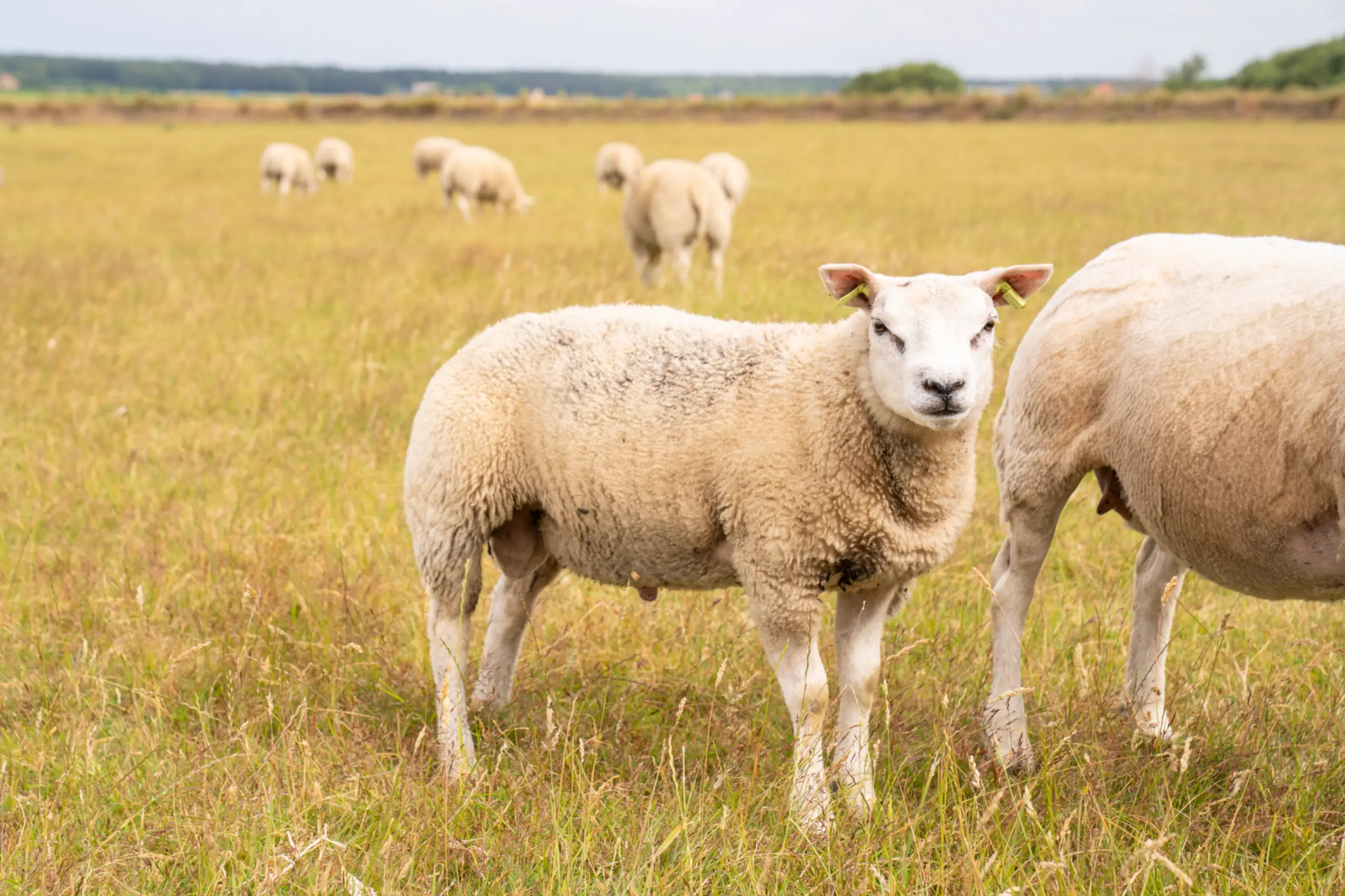 Texels schaap