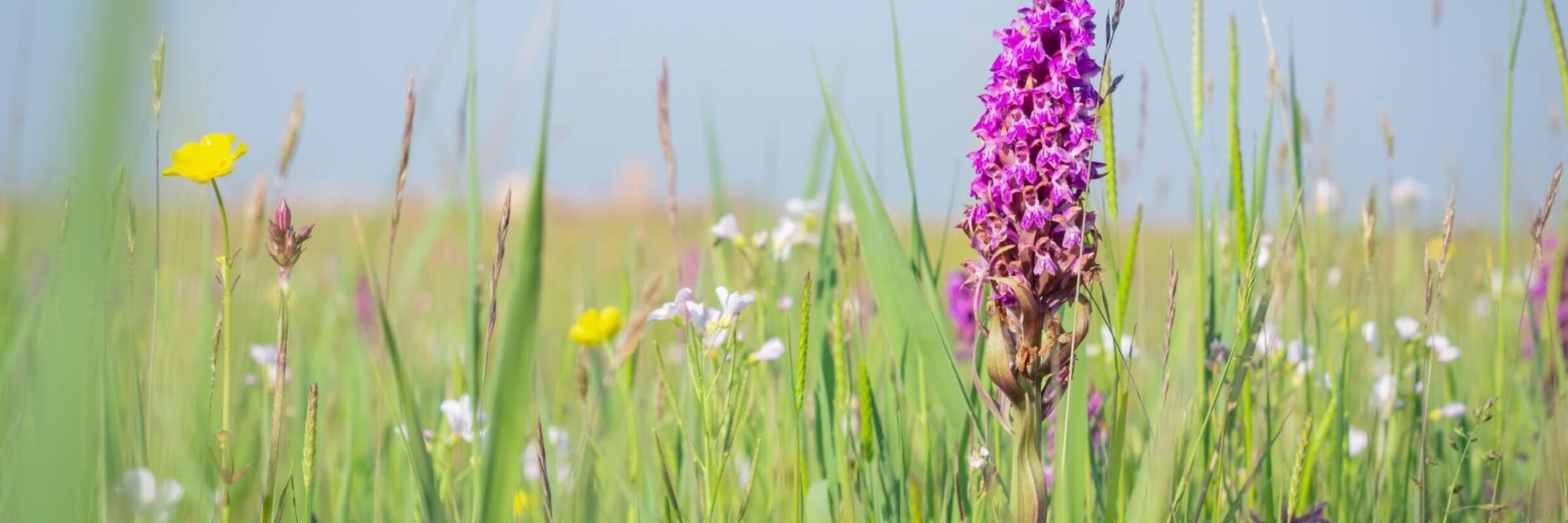 Orchidee