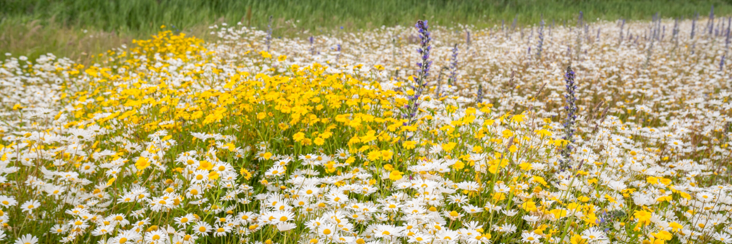 Bloemenveld Bloemrijk Texel