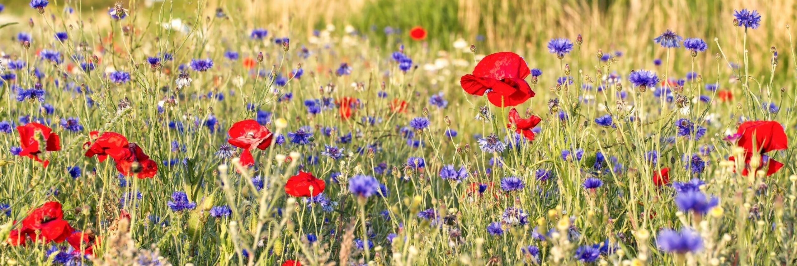 Wilde bloemen in het weiland VVV Texel fotograaf Justin Sinner