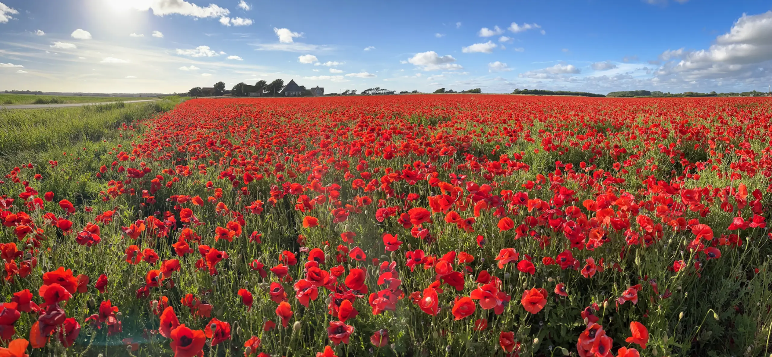 Mohnblumen