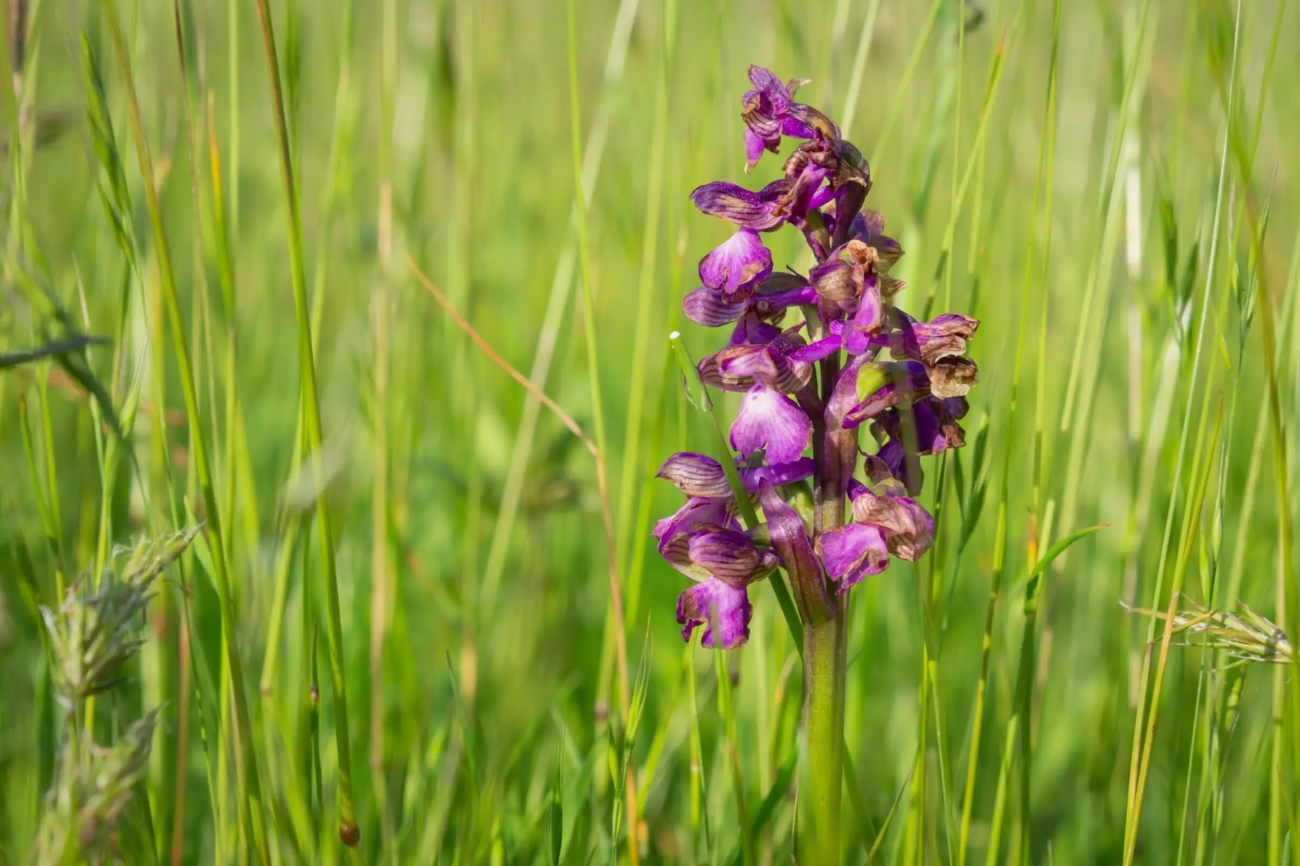 Orchidee in Waalenburg
