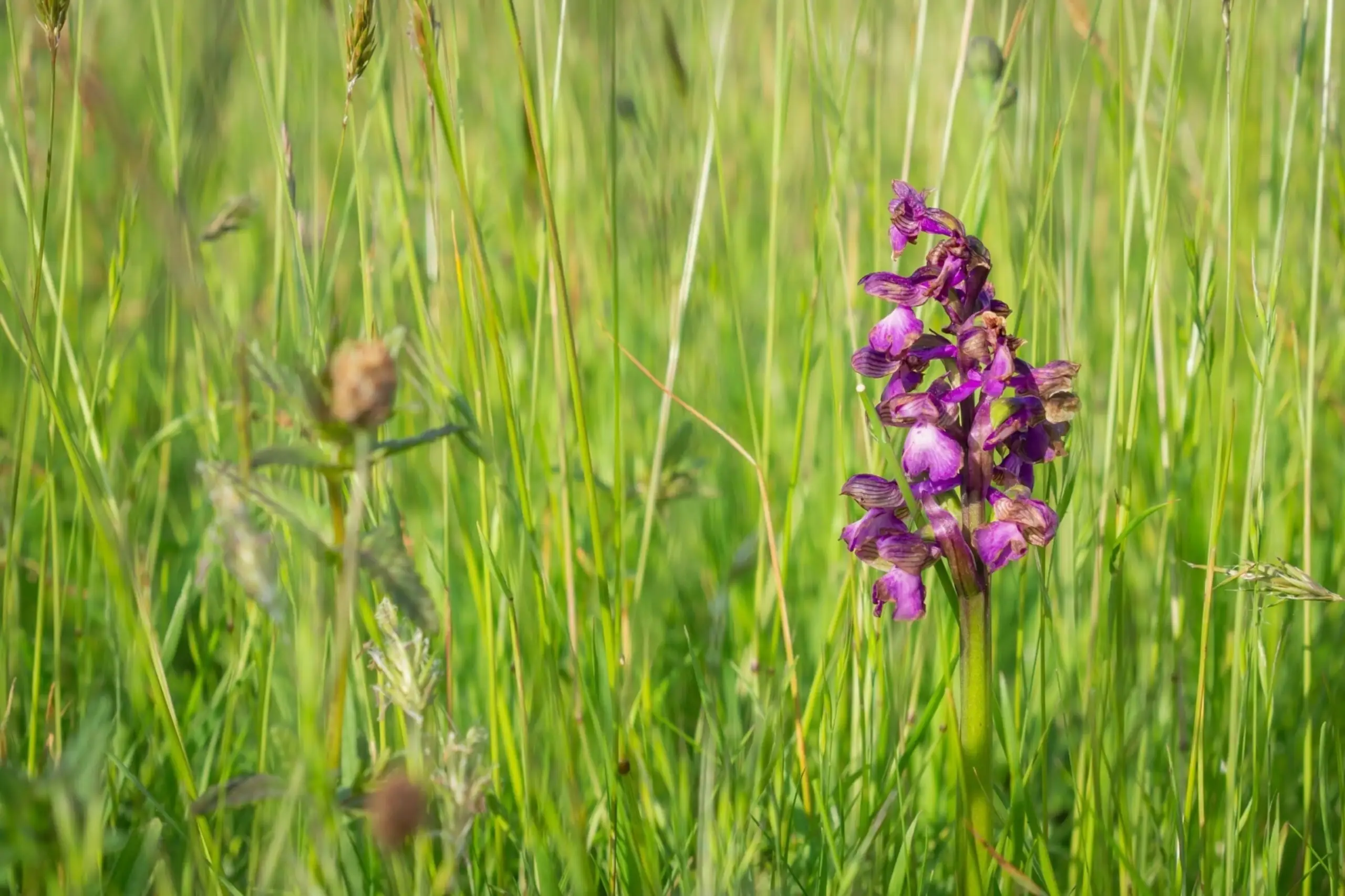 Orchidee in Waalenburg