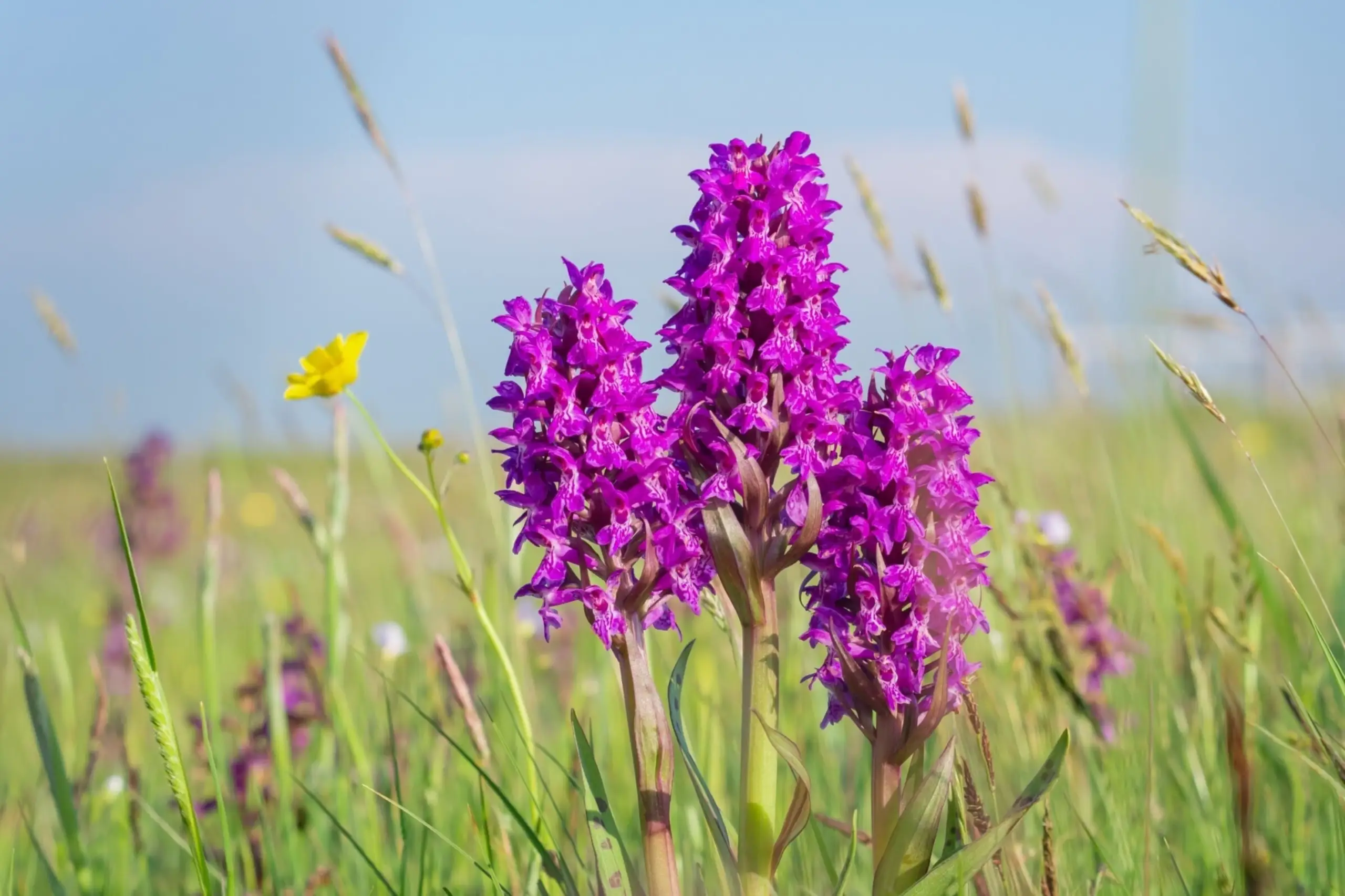 Orchidee in Waalenburg