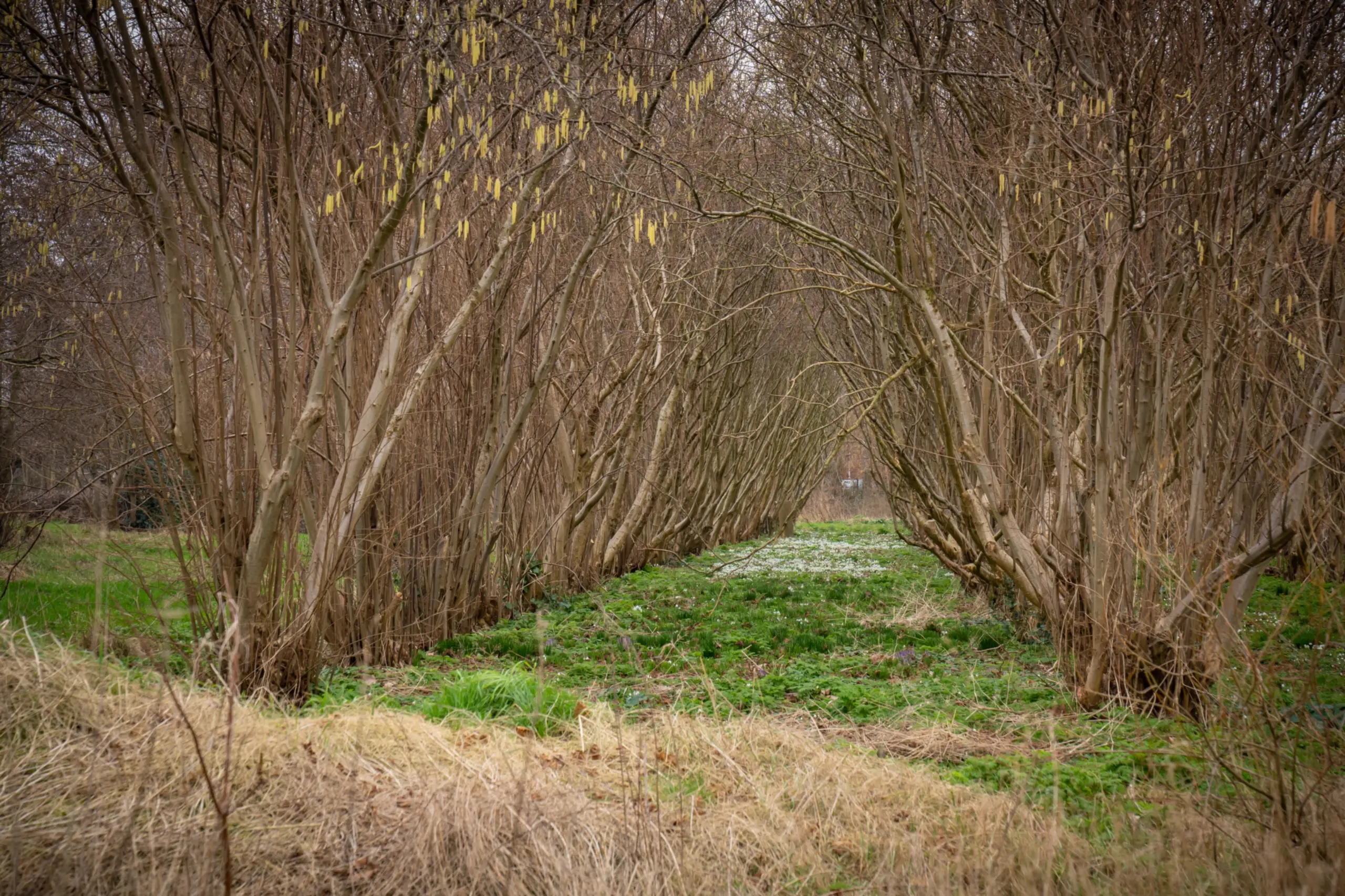 Sneeuwklokjes Hallerweg