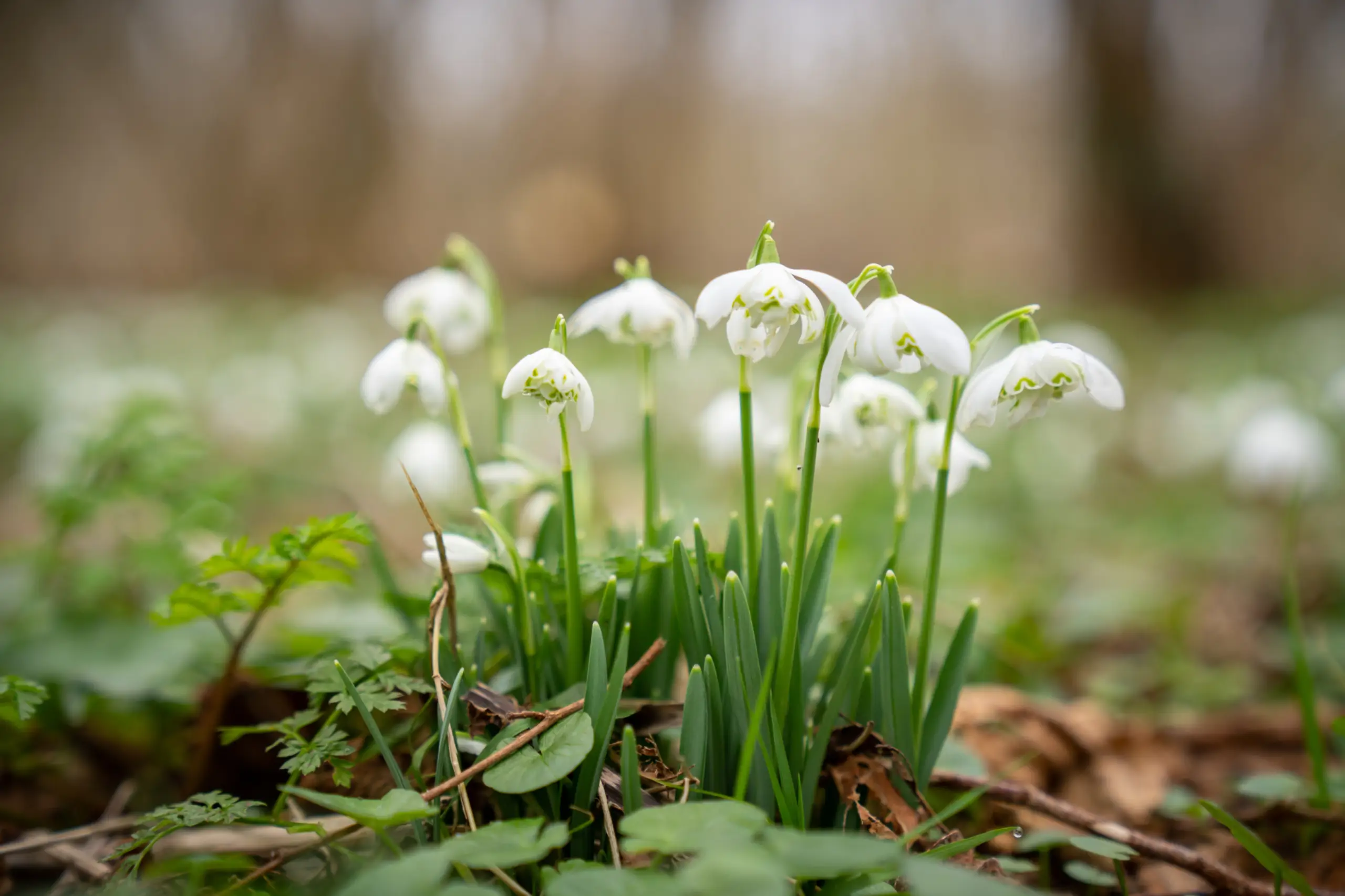 Sneeuwklokjes