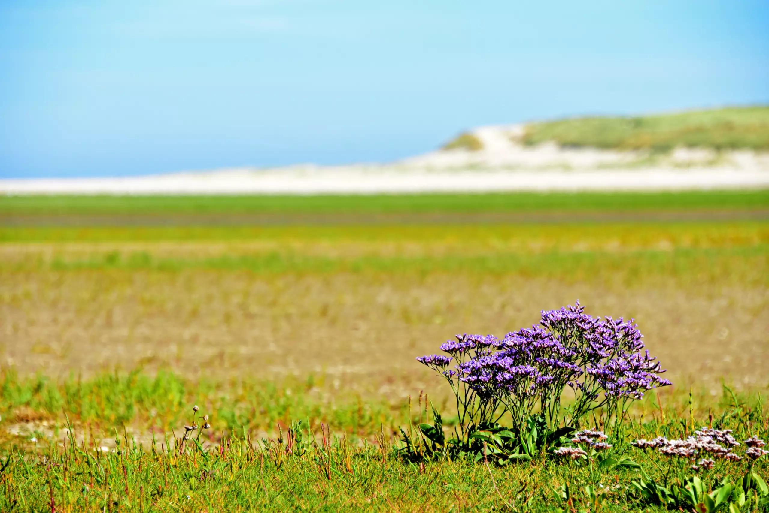 Lamsoor in de slufter VVV Texel