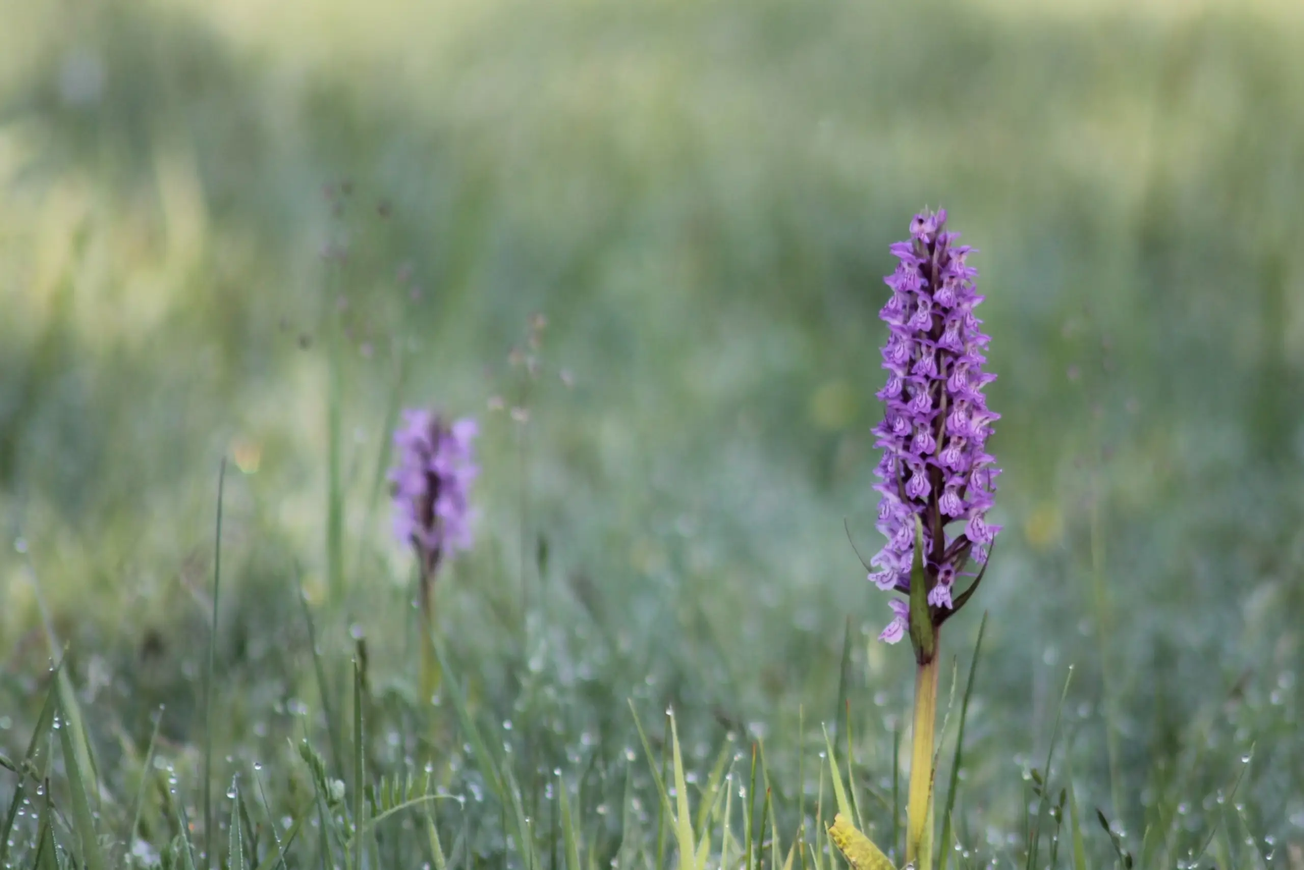 Gevlekte Orchis in De Slufter