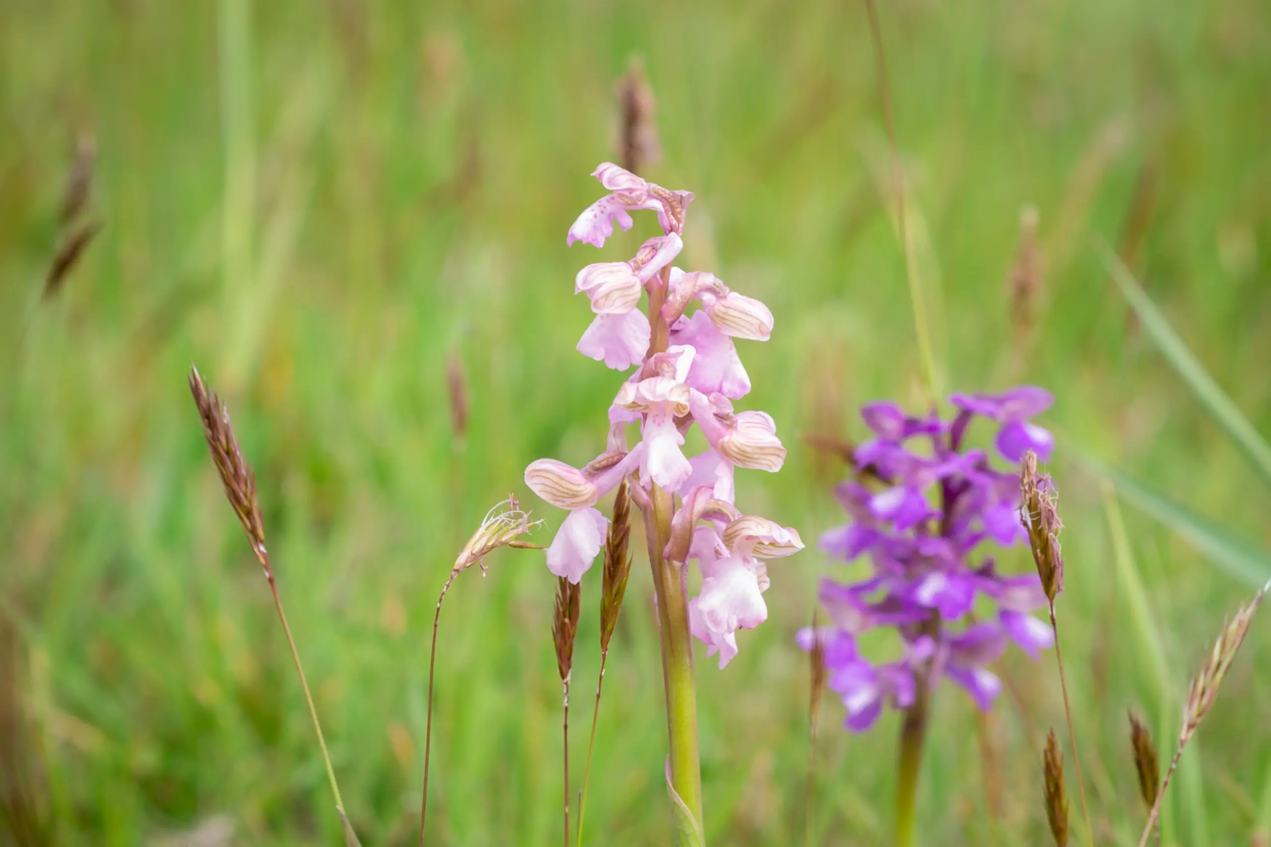 Orchideeën in Waalenburg