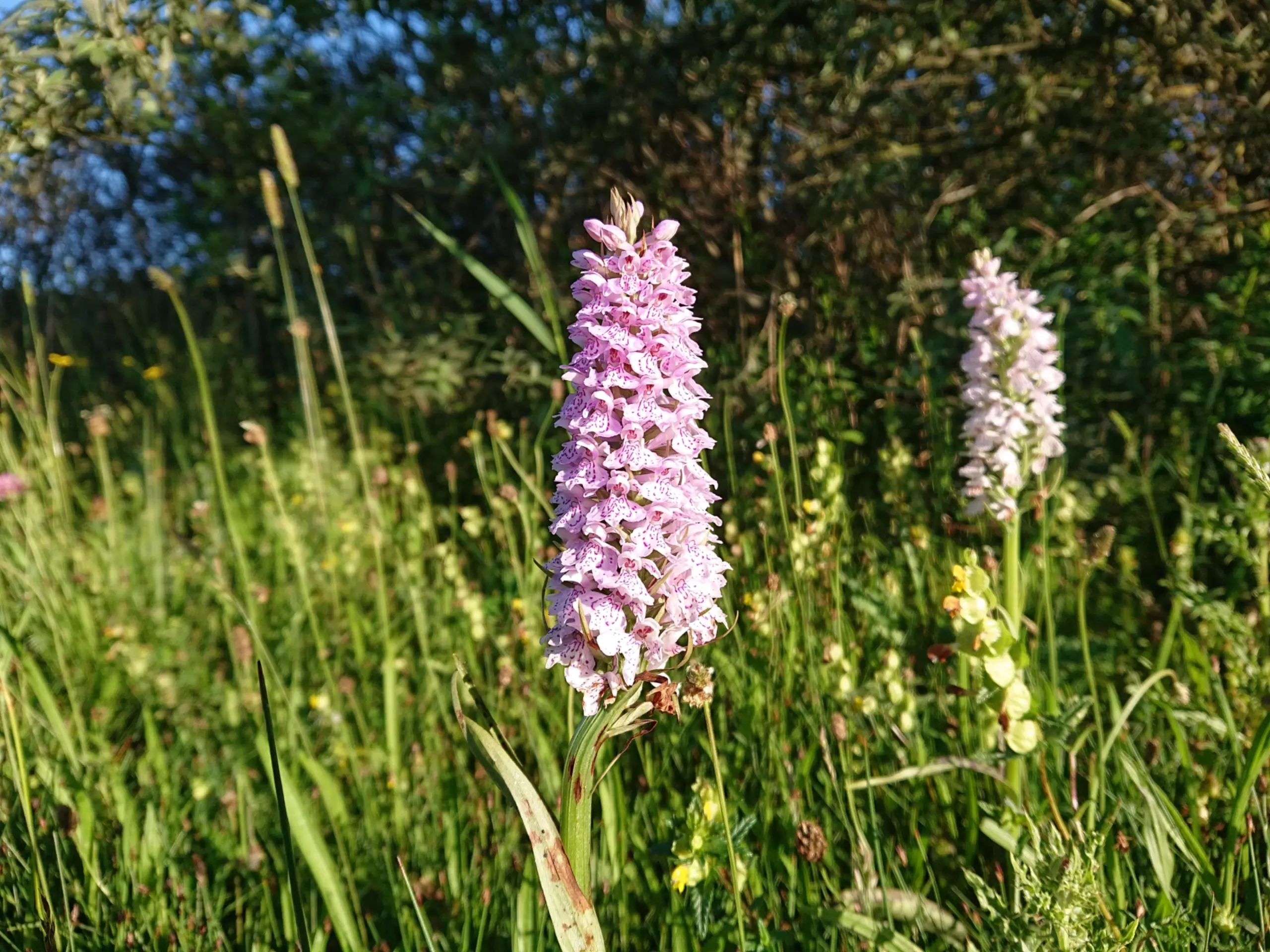 Orchidee in de Kreeftepolder