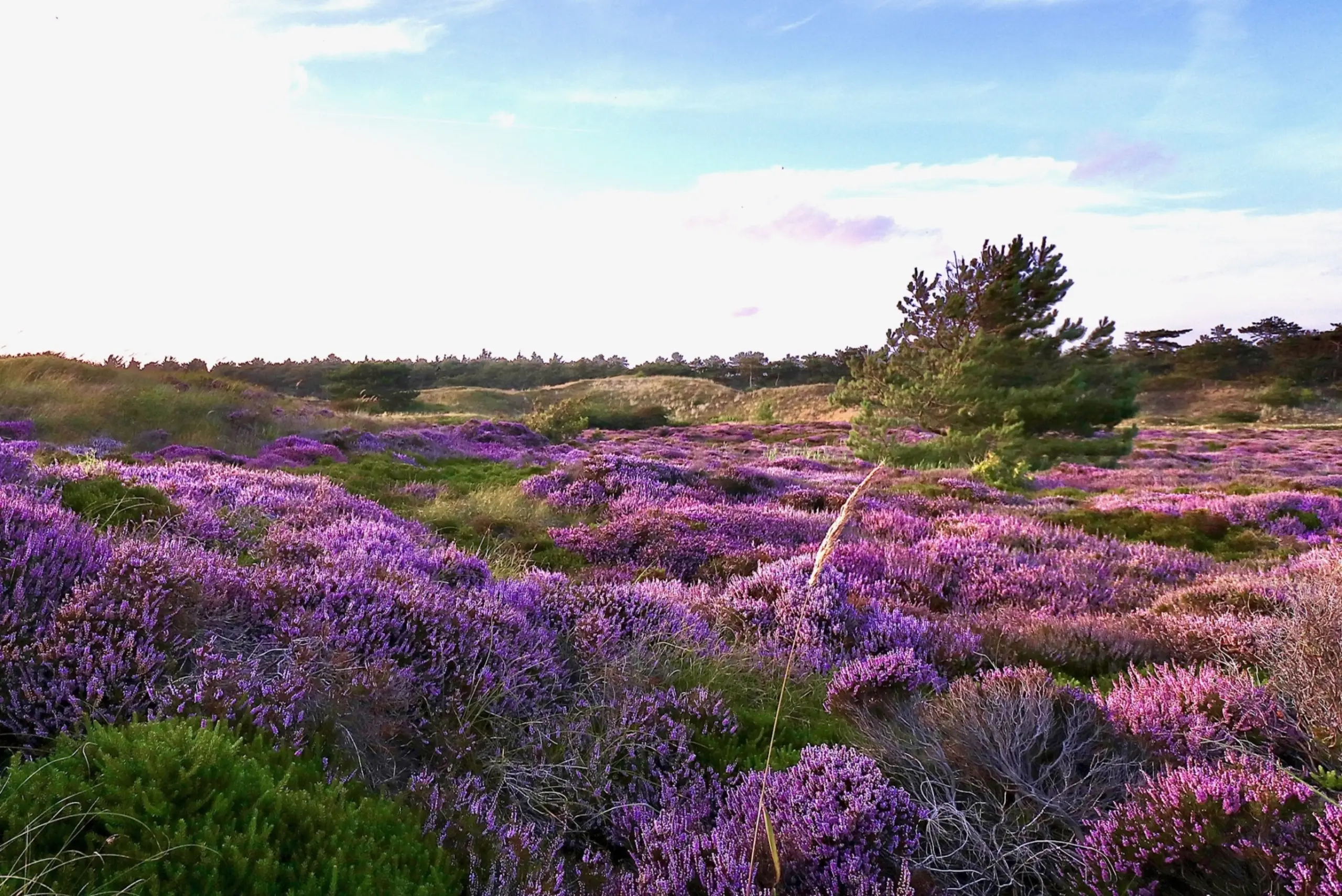 Heather in bloom