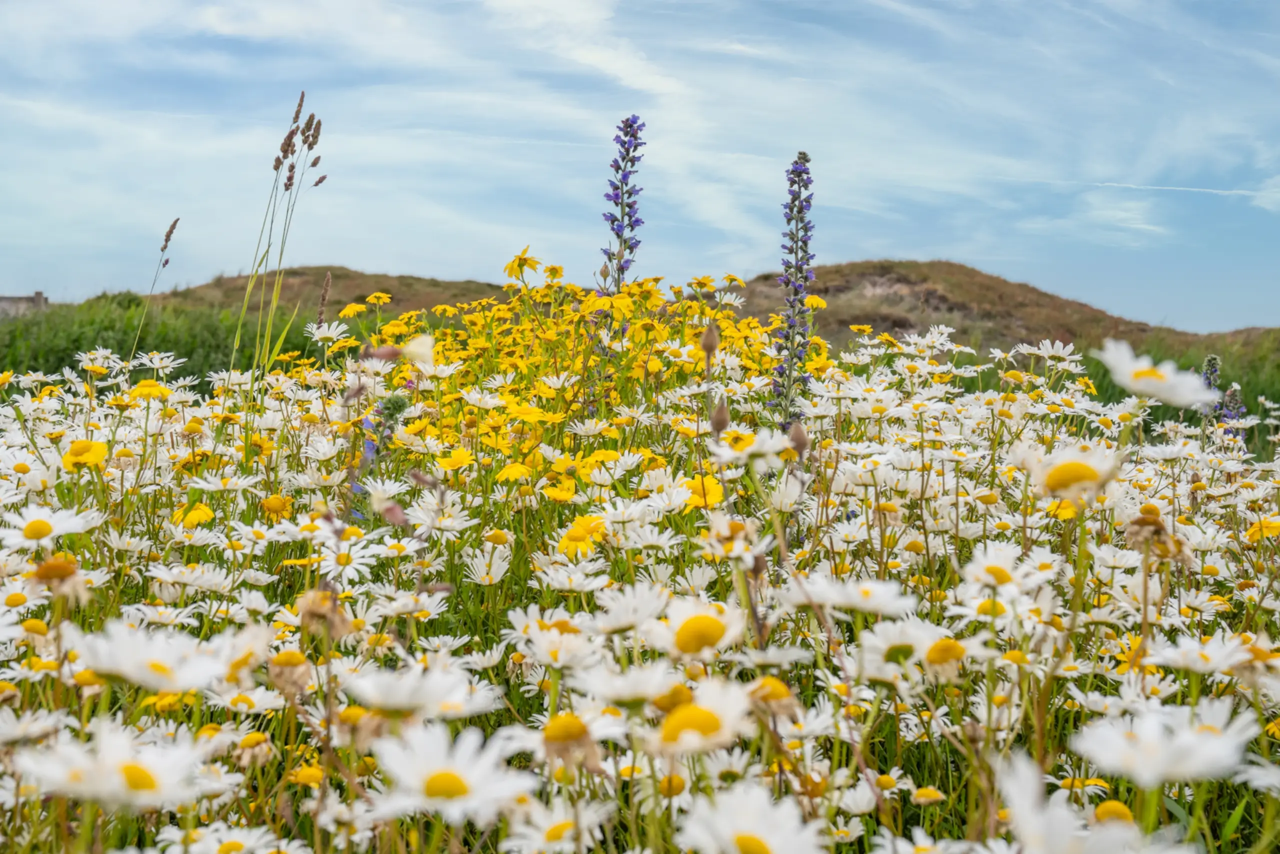 Bloemenveld Bloemrijk Texel