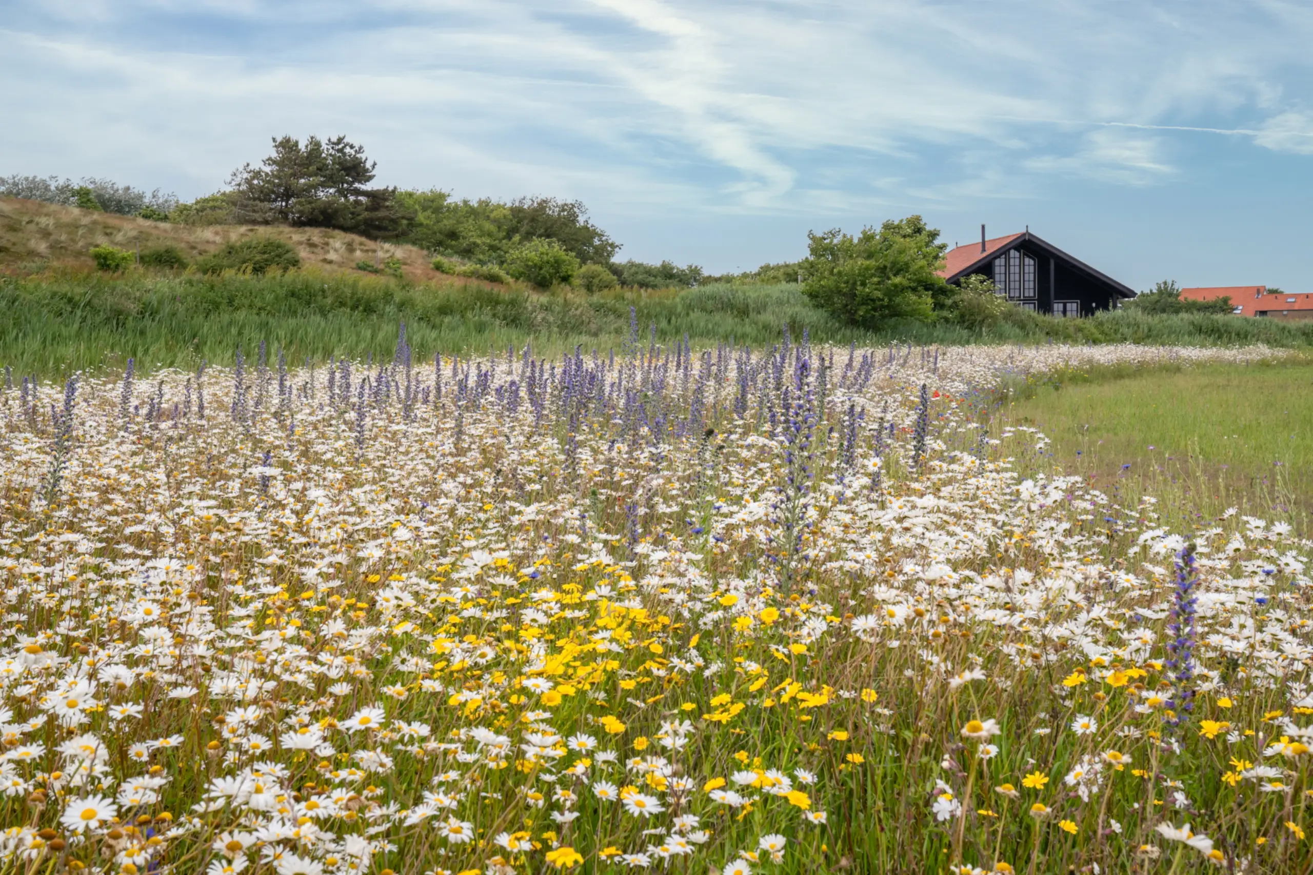 Pflückfeld Bloemrijk Texel