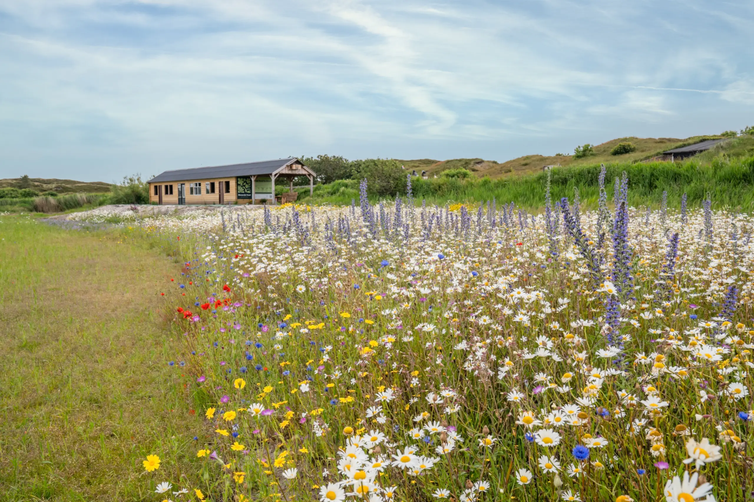 Bloemenveld Bloemrijk Texel
