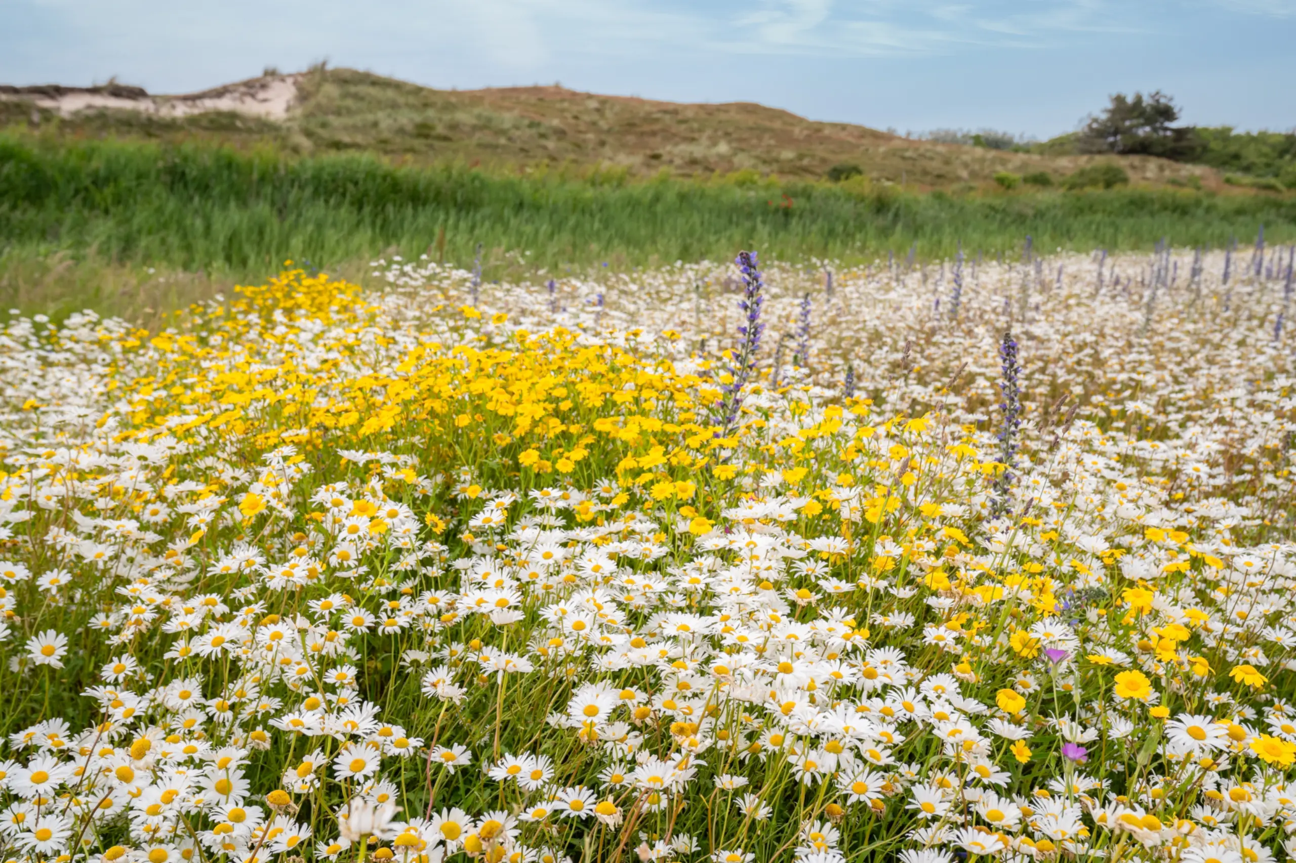Bloemenveld Bloemrijk Texel