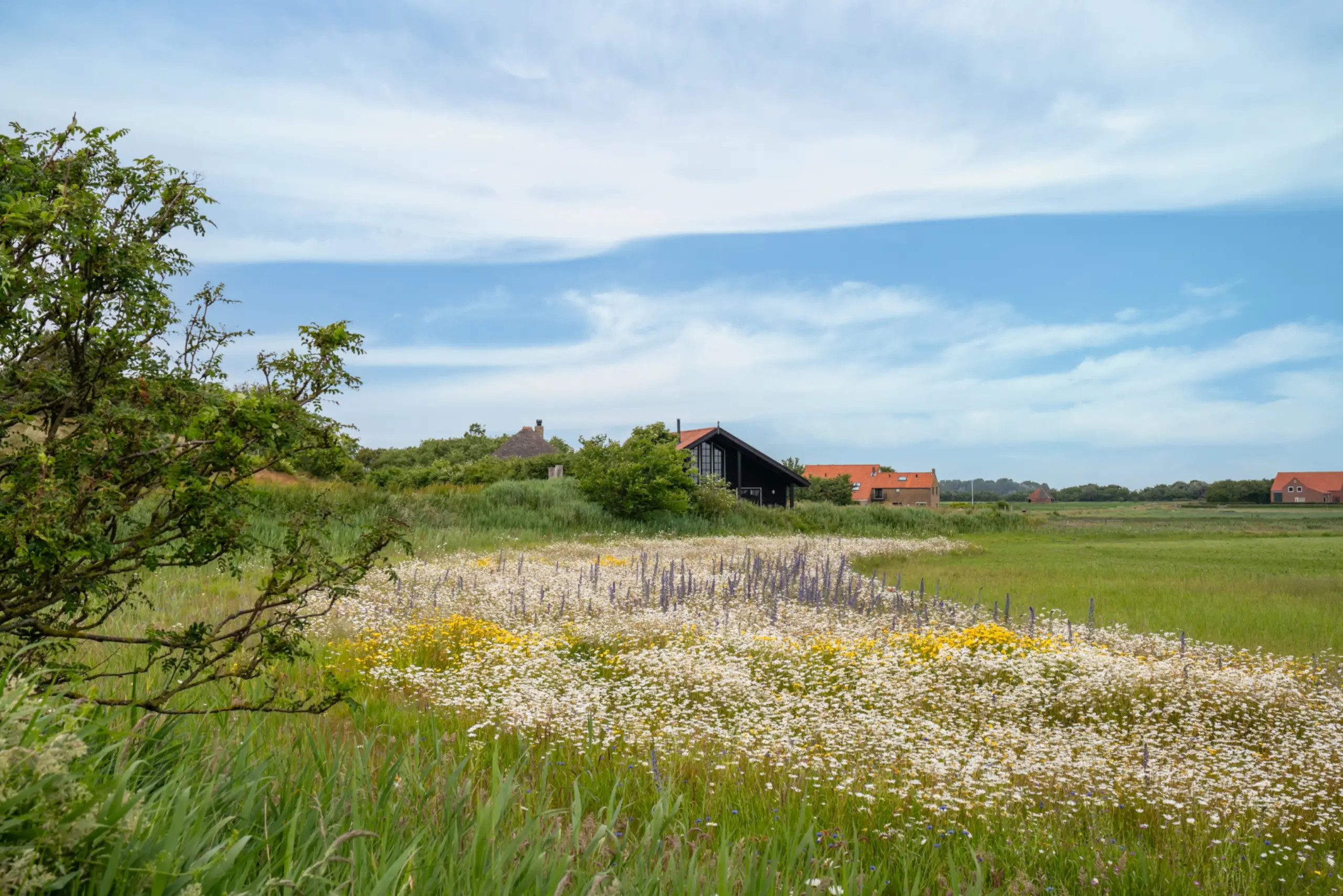 Bloemenveld Bloemrijk Texel