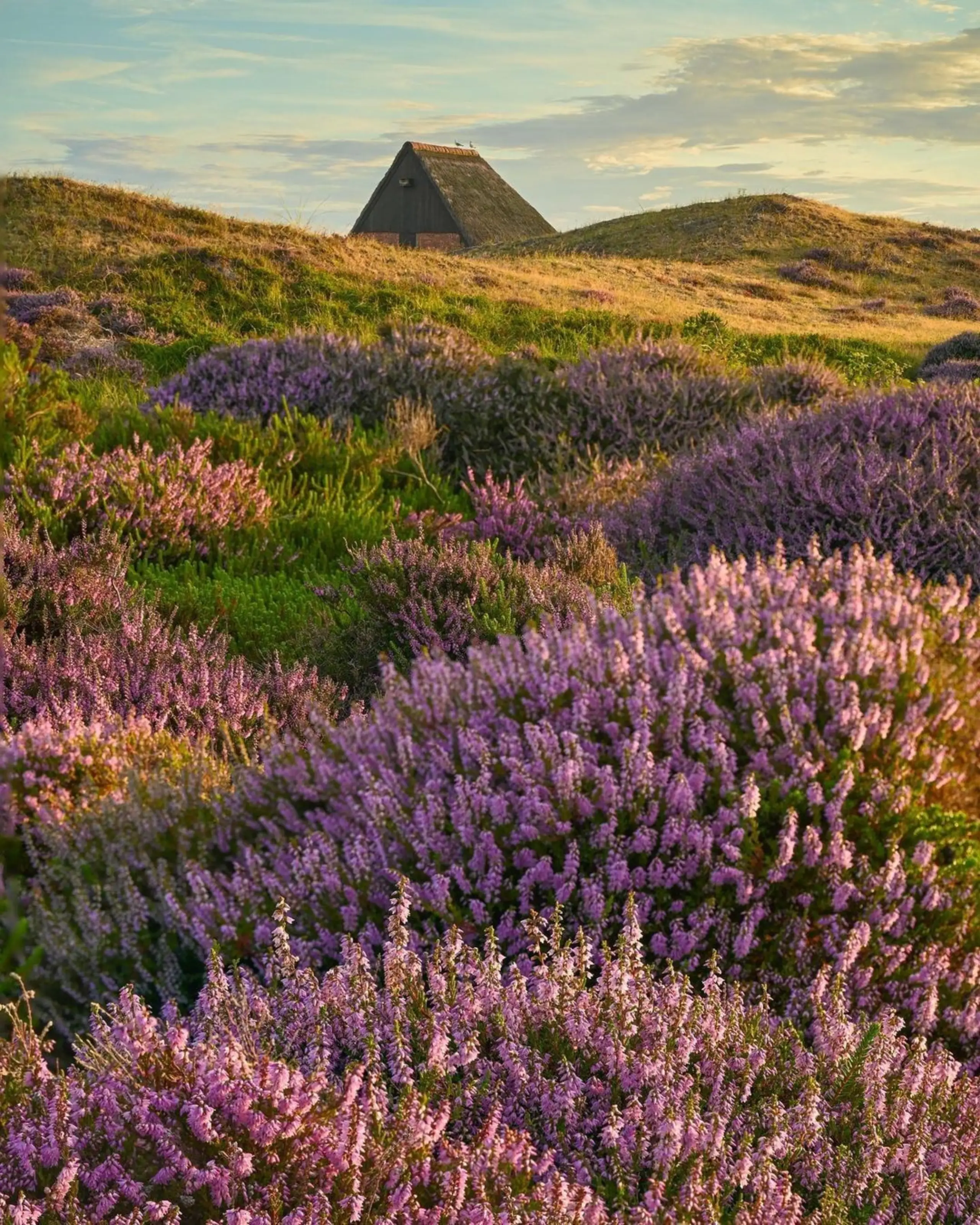 Heide in De Nederlanden
