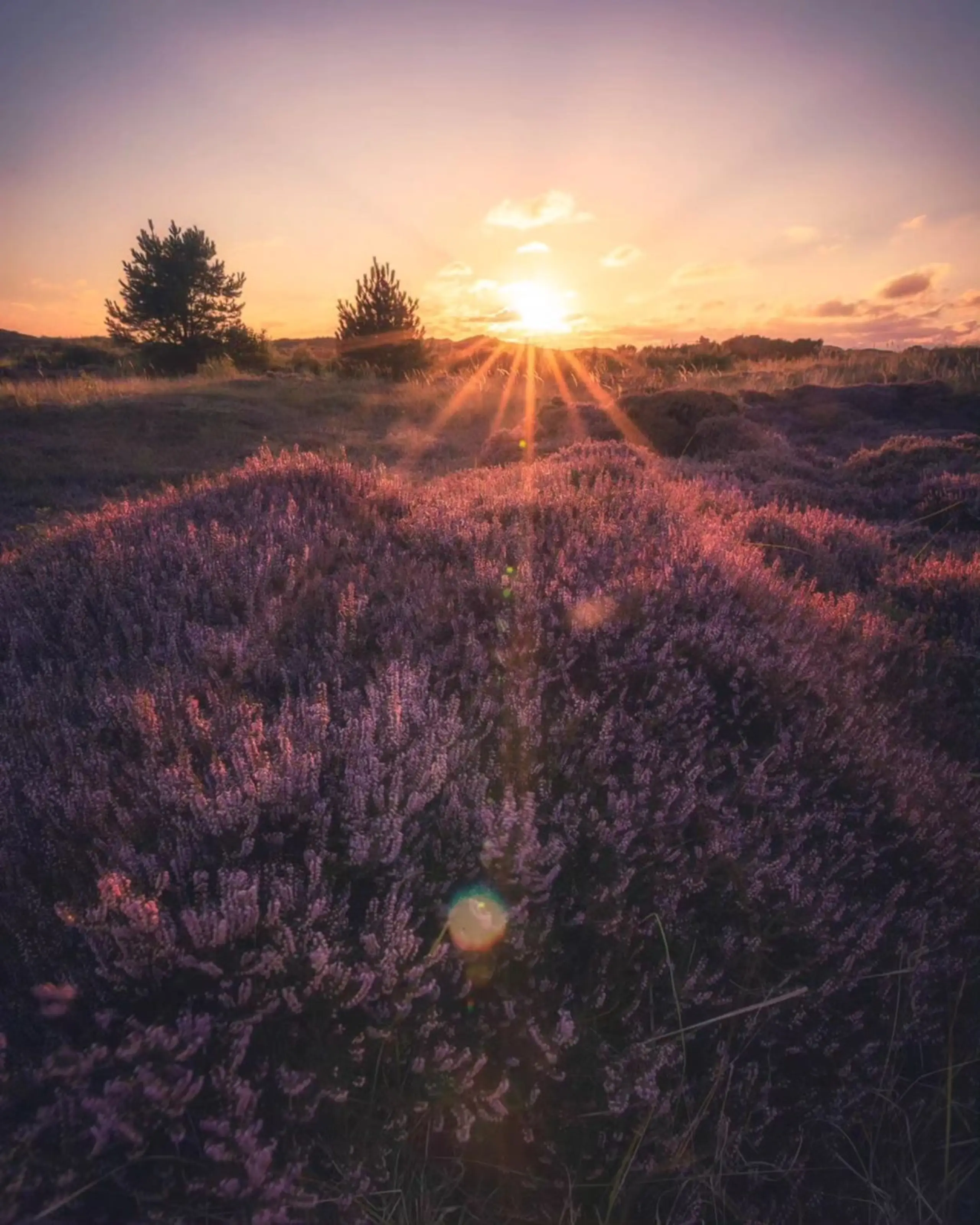 Heather at sunset