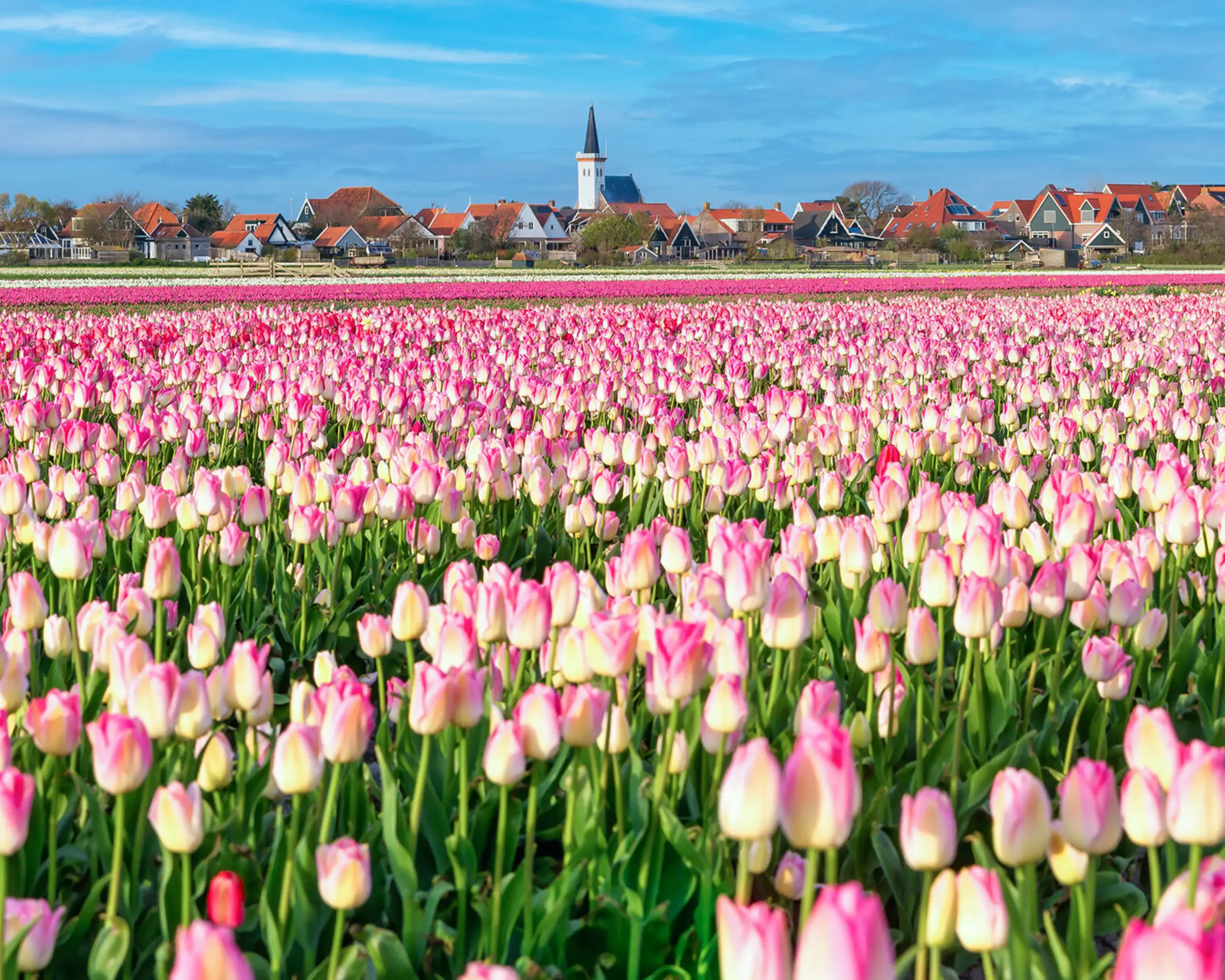 Bollenvelden bij Den Hoorn in de lente