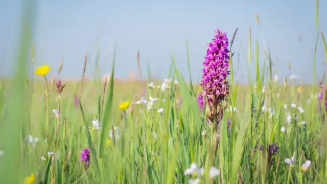 Orchidee