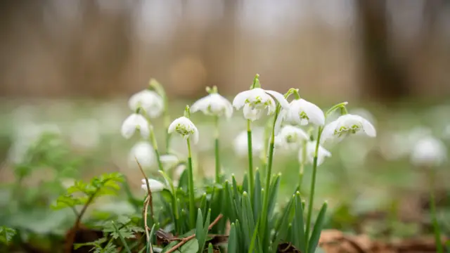 Sneeuwklokjes