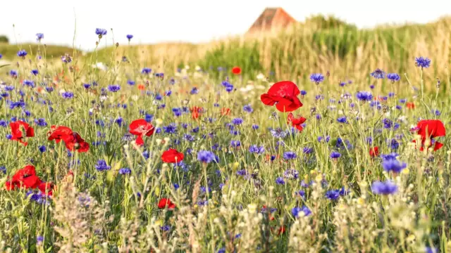 Wilde bloemen in het weiland VVV Texel fotograaf Justin Sinner