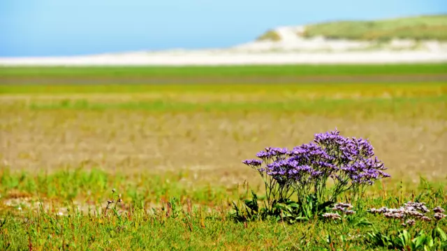 Lamsoor in de slufter VVV Texel