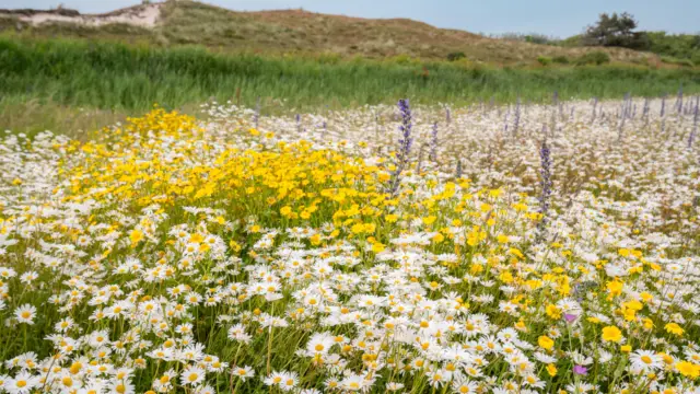 Bloemenveld Bloemrijk Texel