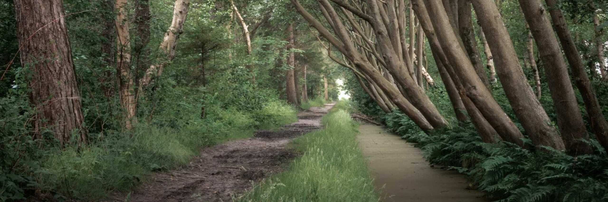 Bomen in het bos VVV Texel fotograaf Donald Maaswinkel