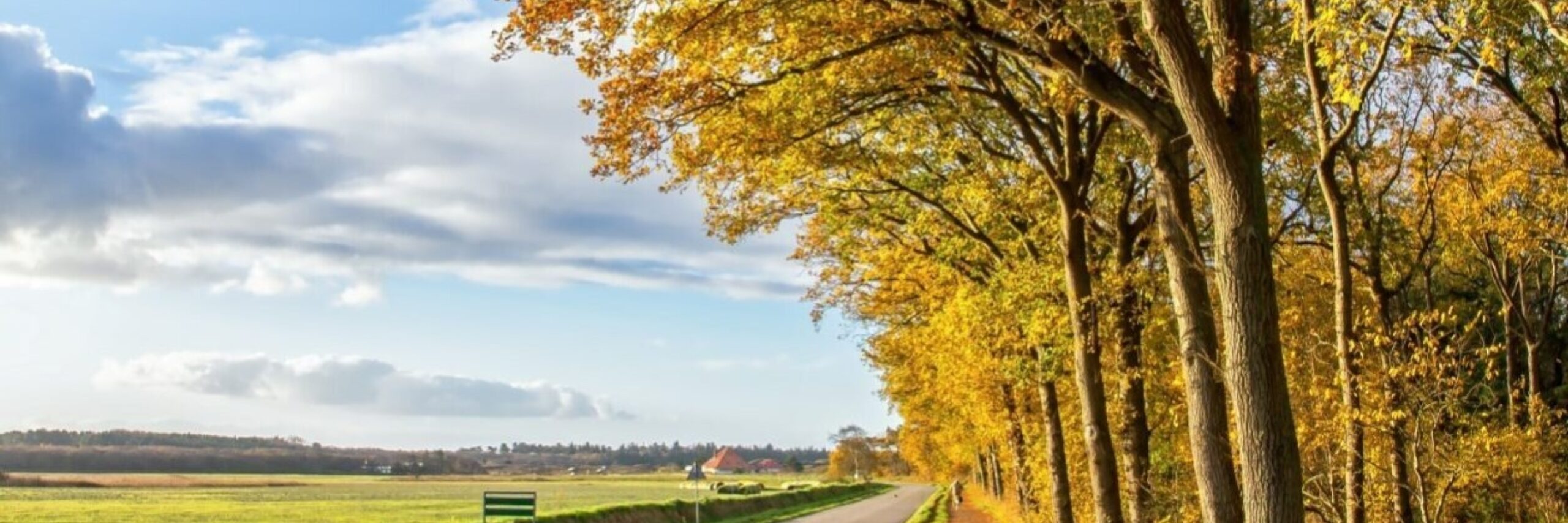 Herfstbos langs de weg bij De Koog VVV Texel fotograaf Justin Sinner
