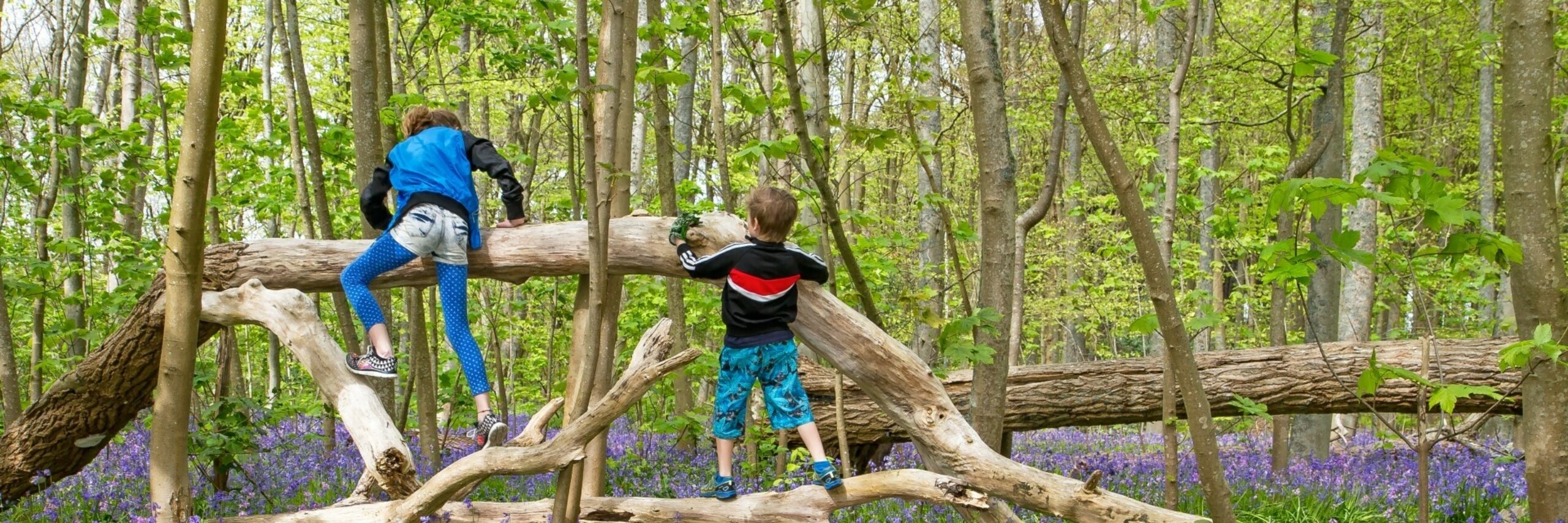 Kinderen spelen in het bos De Dennen