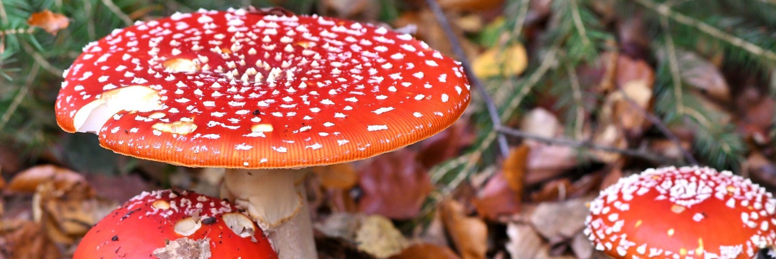 Paddenstoelen in het bos