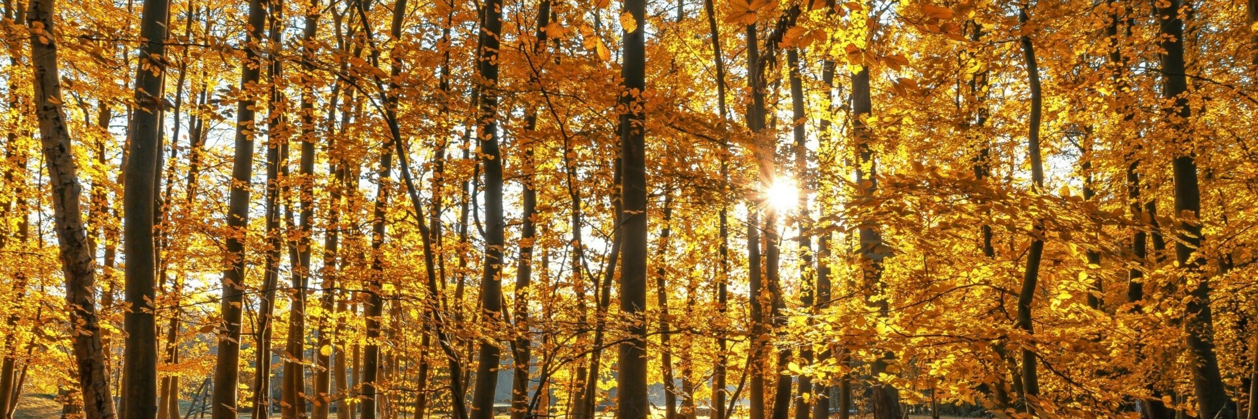 Herfst, mooie kleuren in het bos